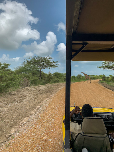 Im Geländewagen auf der Safari in Tansania im Selous Game Reservat.