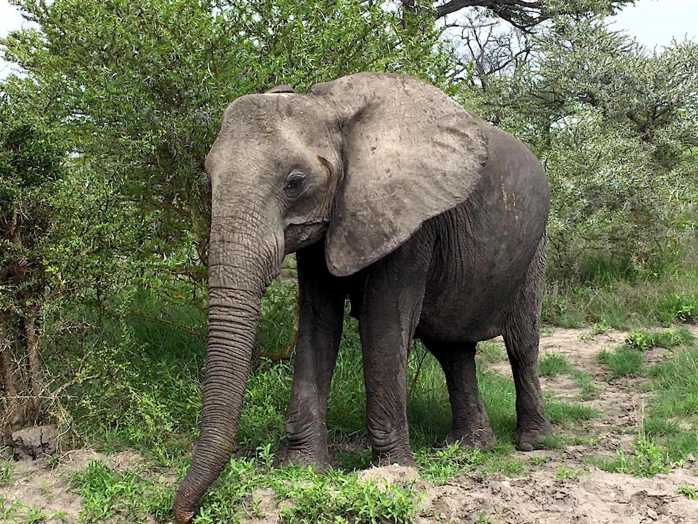 Ein Elefant auf der Safari in Tansania im Selous Game Reservat.