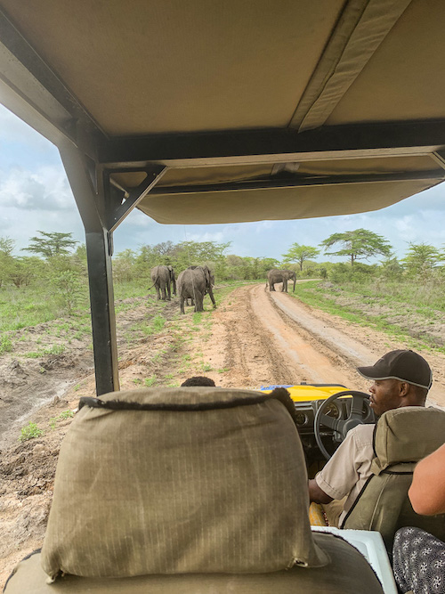 Der Ausblick auf Elefanten aus dem Geländewagen auf der Safari in Tansania im Selous Game Reservat.