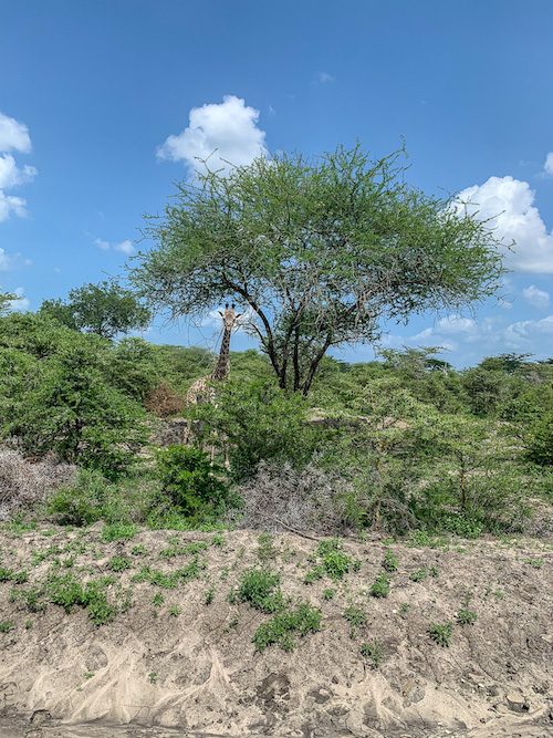 Giraffen auf der Safari in Tansania im Selous Game Reservat.