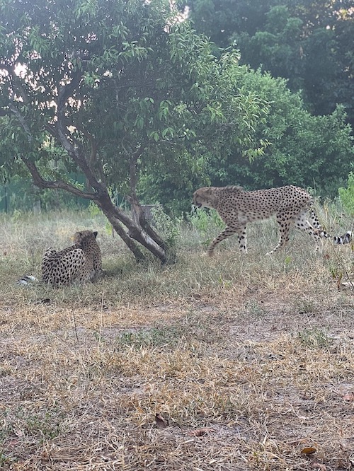 2 Geparden im Wildtierreservat Cheetah's Rock.