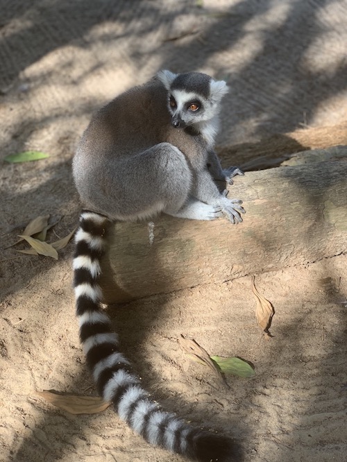 Ein Lemur im Wildtierreservat Cheetah's Rock.