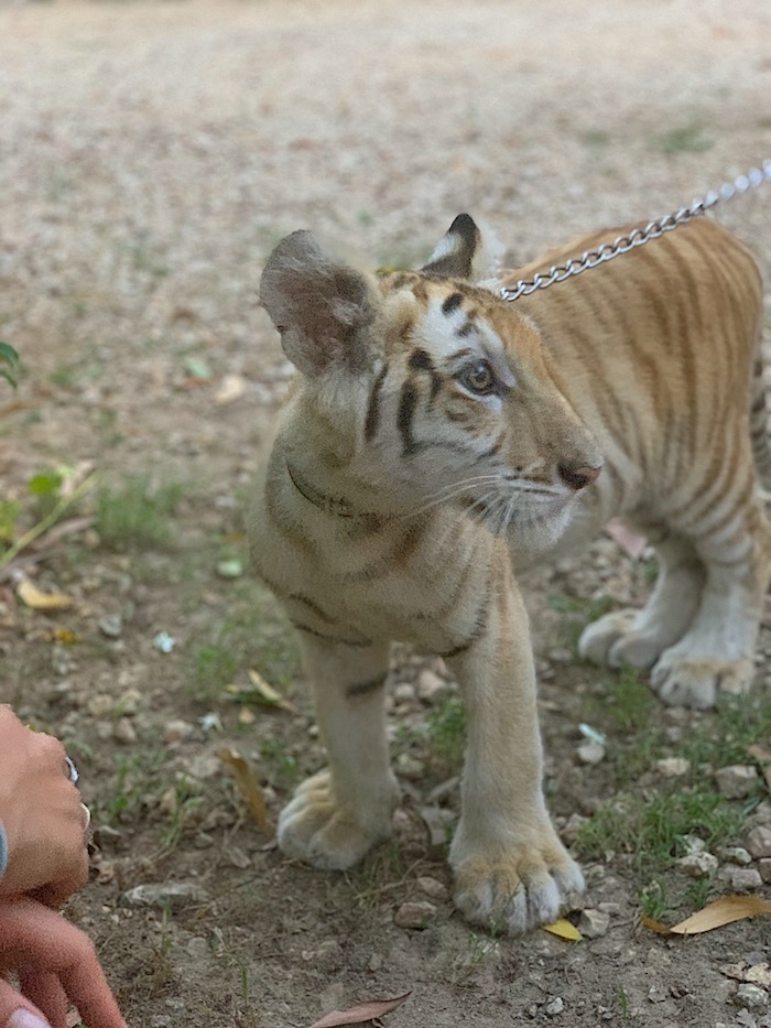 Ein goldener Baby Tabby Tiger im Wildtierreservat Cheetah's Rock.