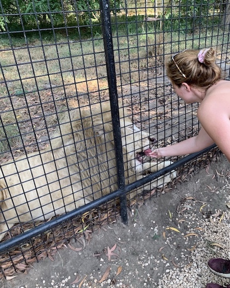 Redakteurin Jen und der weiße Löwe Aslan im Wildtierreservat Cheetah's Rock.