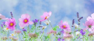 Blumenwiese für unsere fröhlichen Büchertipps im April.