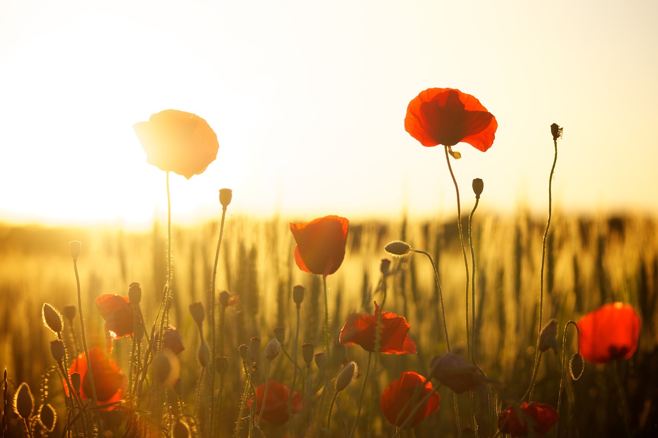 Eine sommerliche Wiese für unsere Lesetipps