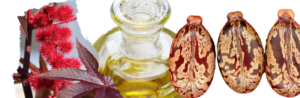 Wirkung Rizinusöl Castoroil